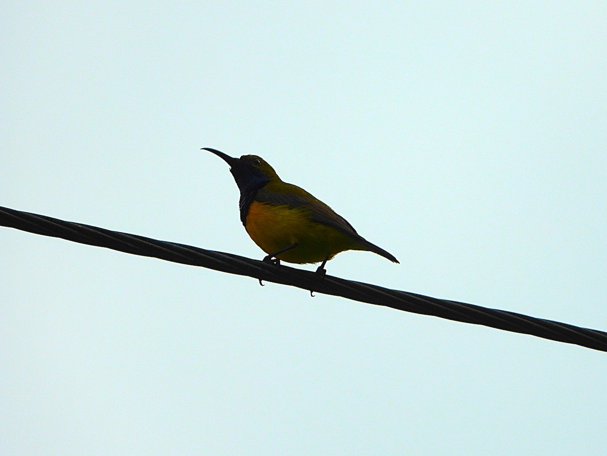 Sahul Sunbird - ML646073886