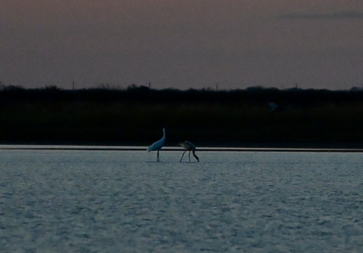 Whooping Crane - ML646073887