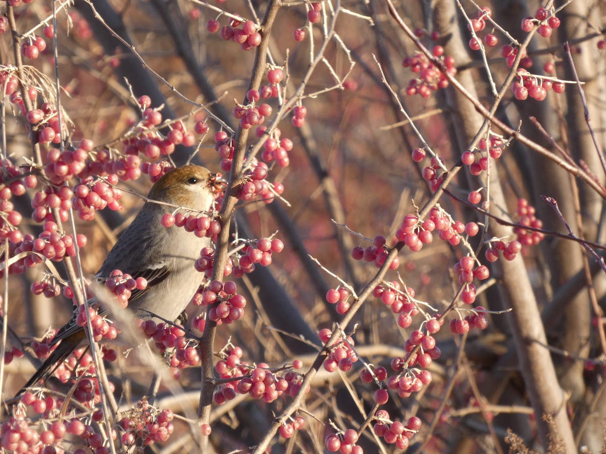Смеречник тайговий - ML646073888