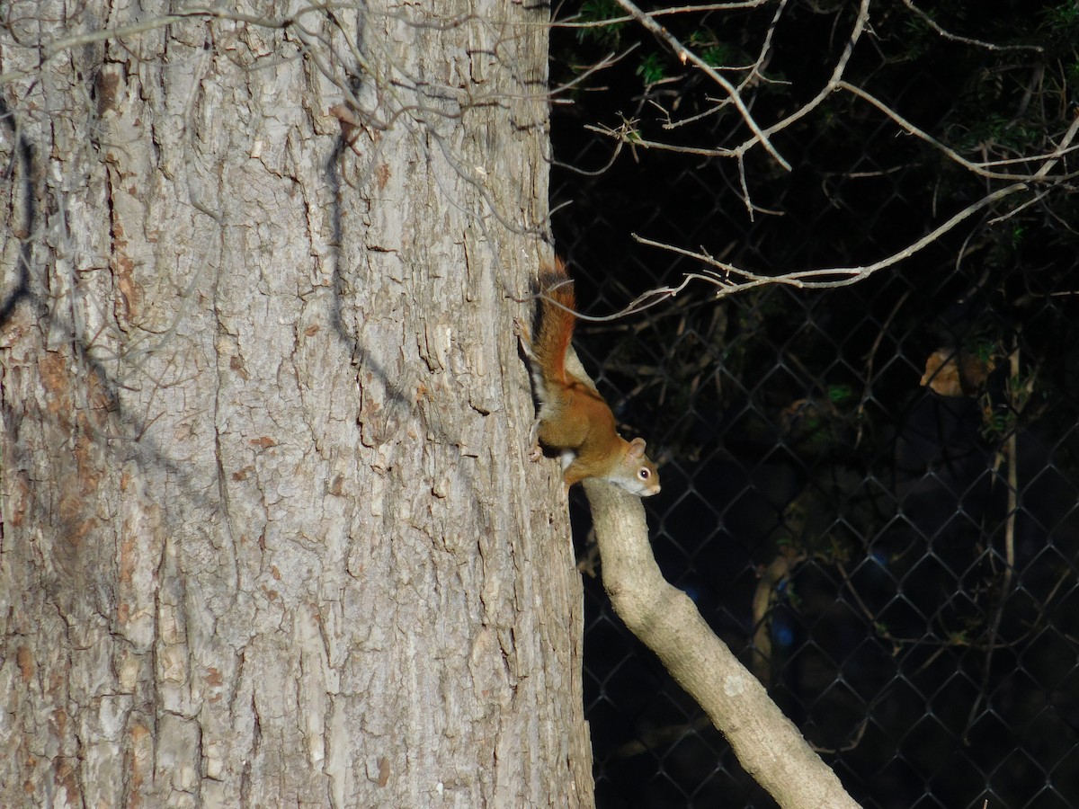 American Red Squirrel - ML646073890