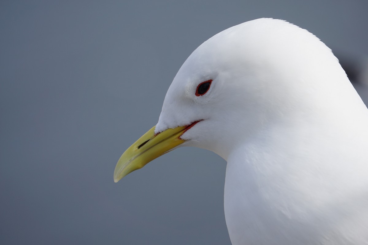 Моевка - ML646073891