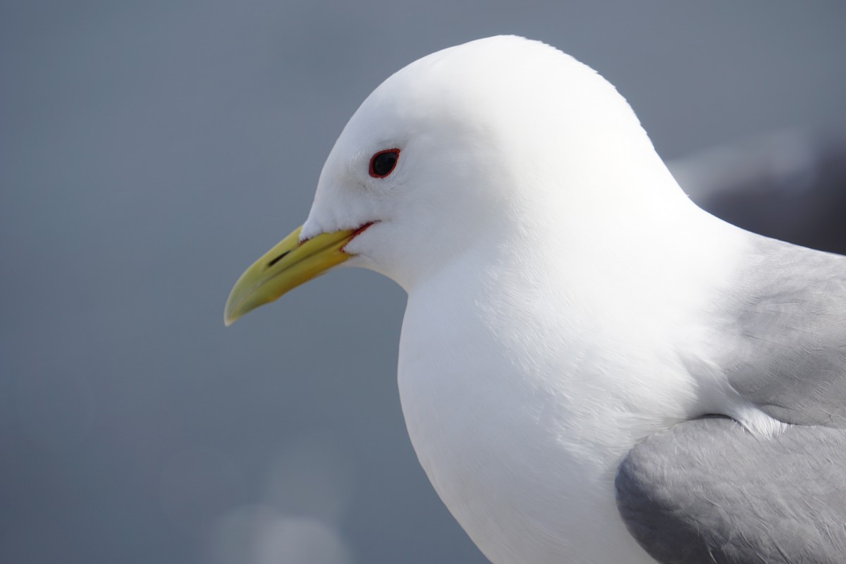 Моевка - ML646073892