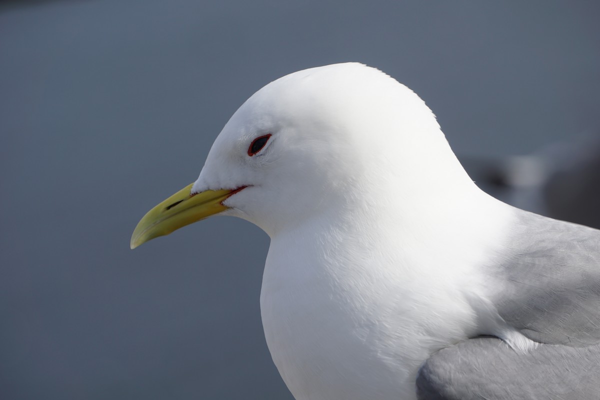 Моевка - ML646073893