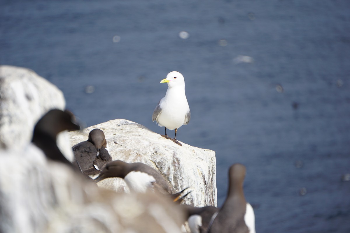 Моевка - ML646073894