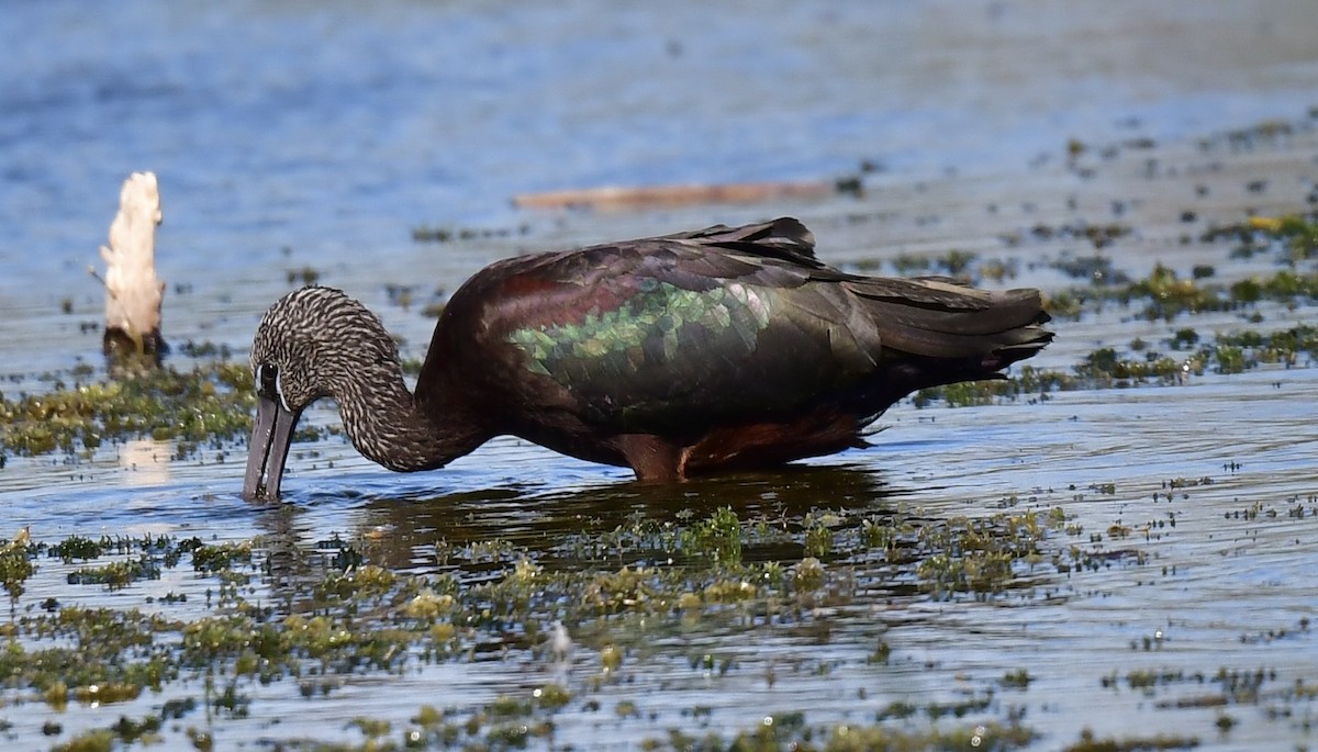 Glossy Ibis - ML646073896