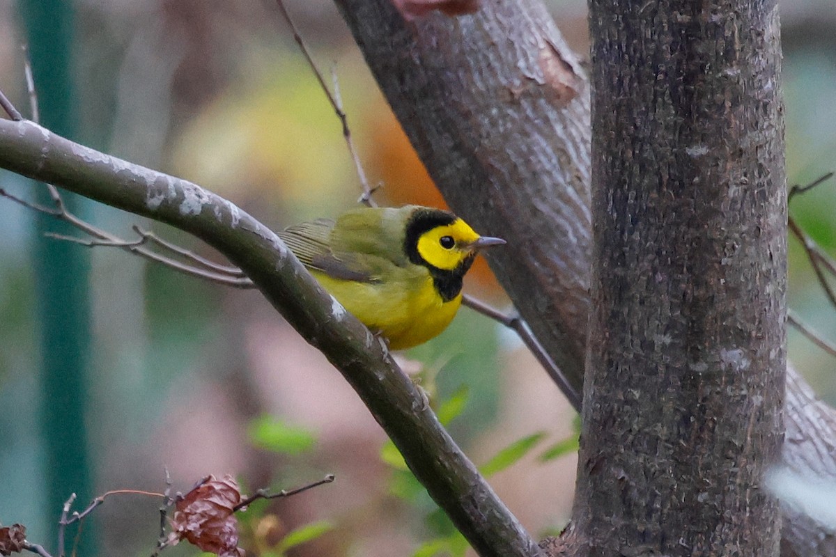 クロズキンアメリカムシクイ - ML646073899