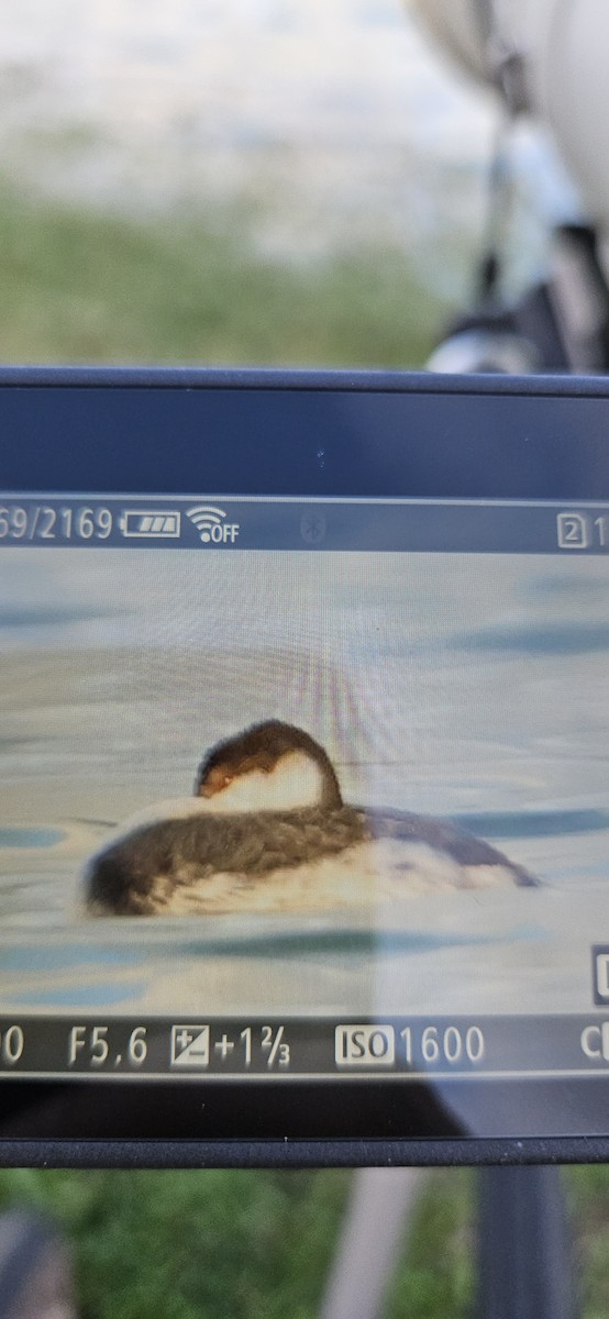 Horned Grebe - ML646073900