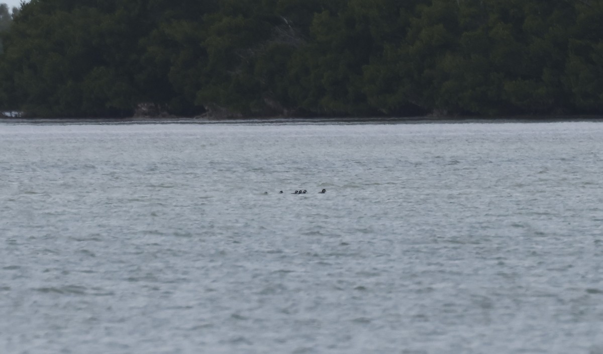 Murgilari buruzuria - ML646073913