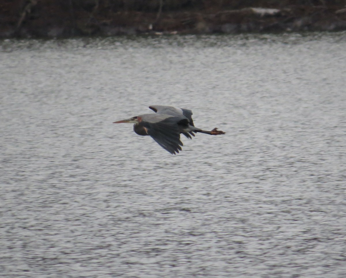 オオアオサギ - ML646073916