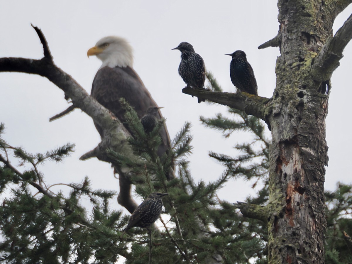 European Starling - ML646073920