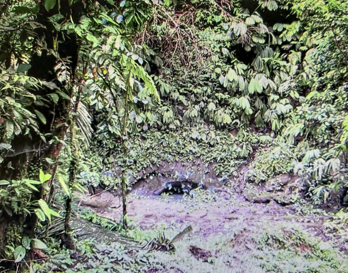 Cobalt-winged Parakeet - ML646073922