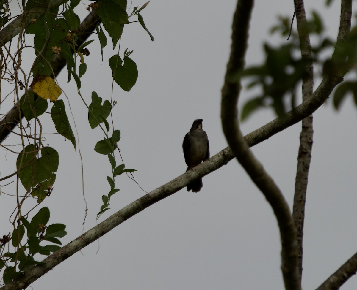 Bluish-gray Saltator - ML646073927