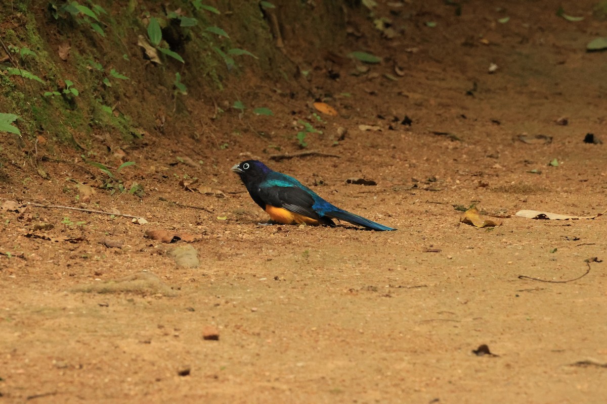 Green-backed Trogon - ML646073952
