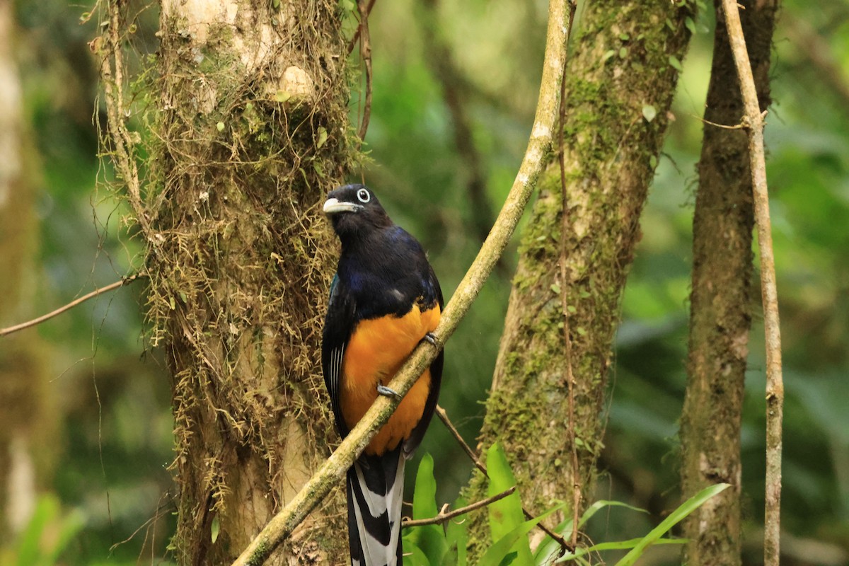 Green-backed Trogon - ML646073953