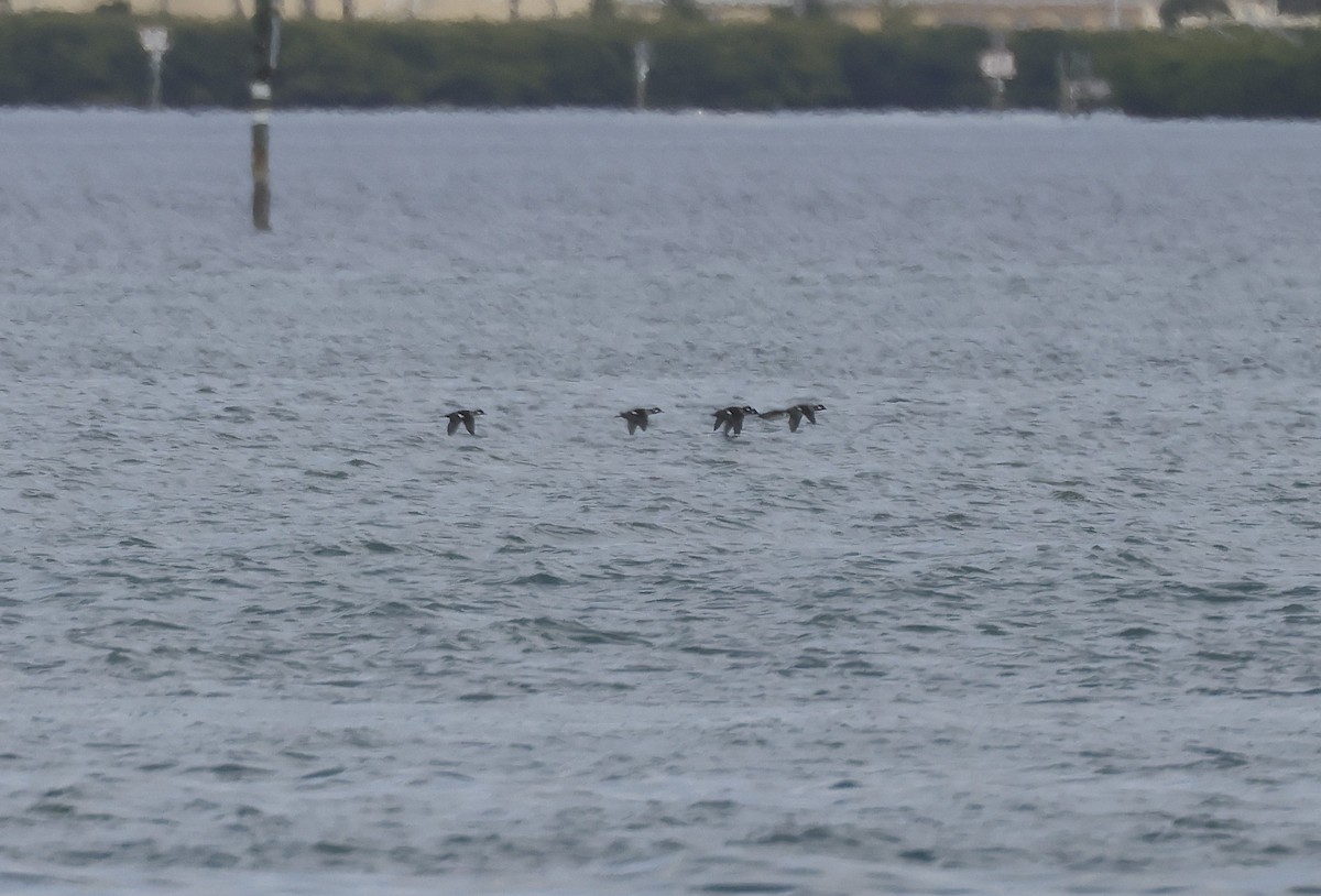 Murgilari buruzuria - ML646073955