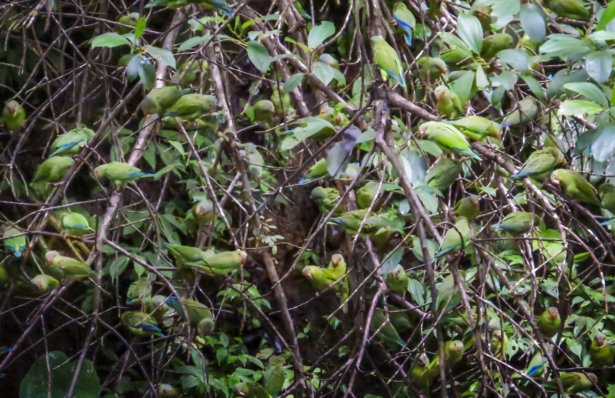Cobalt-winged Parakeet - ML646073959