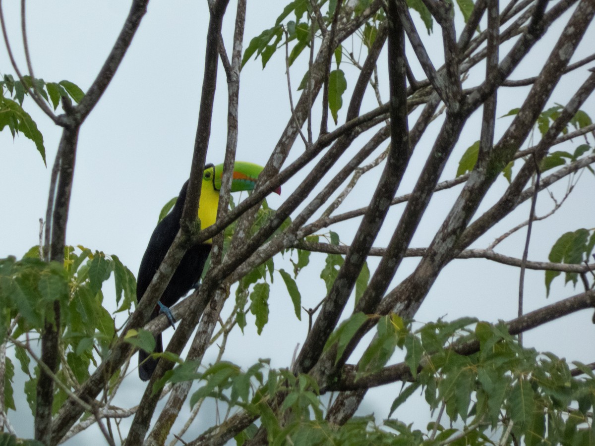 Keel-billed Toucan - ML646073961