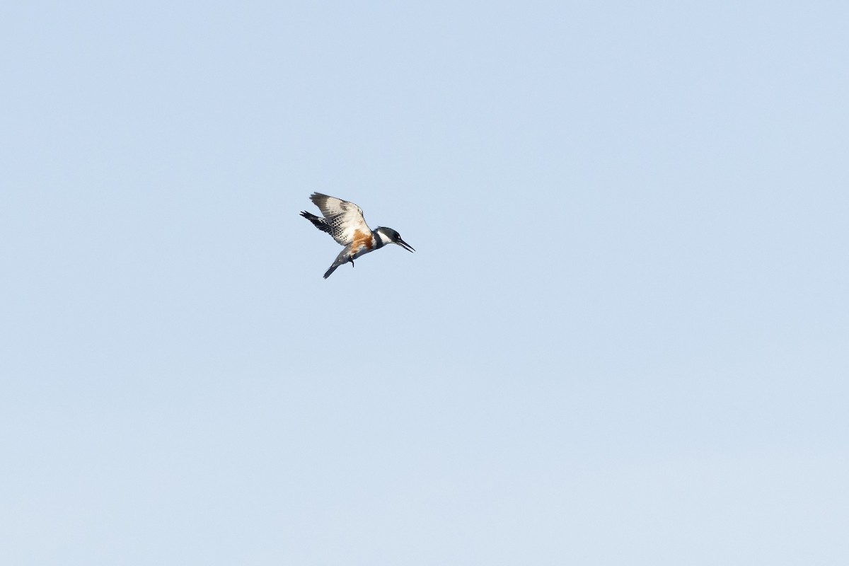 Belted Kingfisher - ML646073965