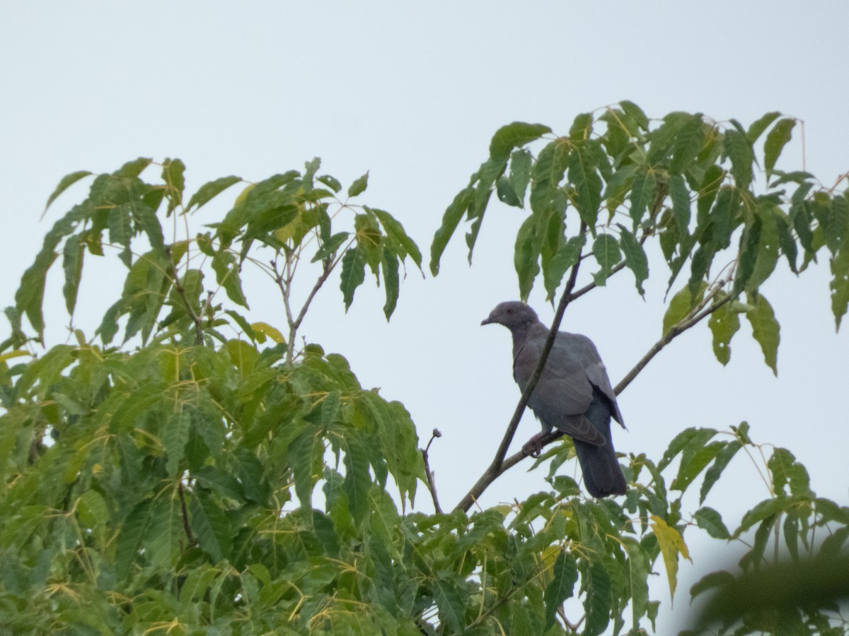 Red-billed Pigeon - ML646073970