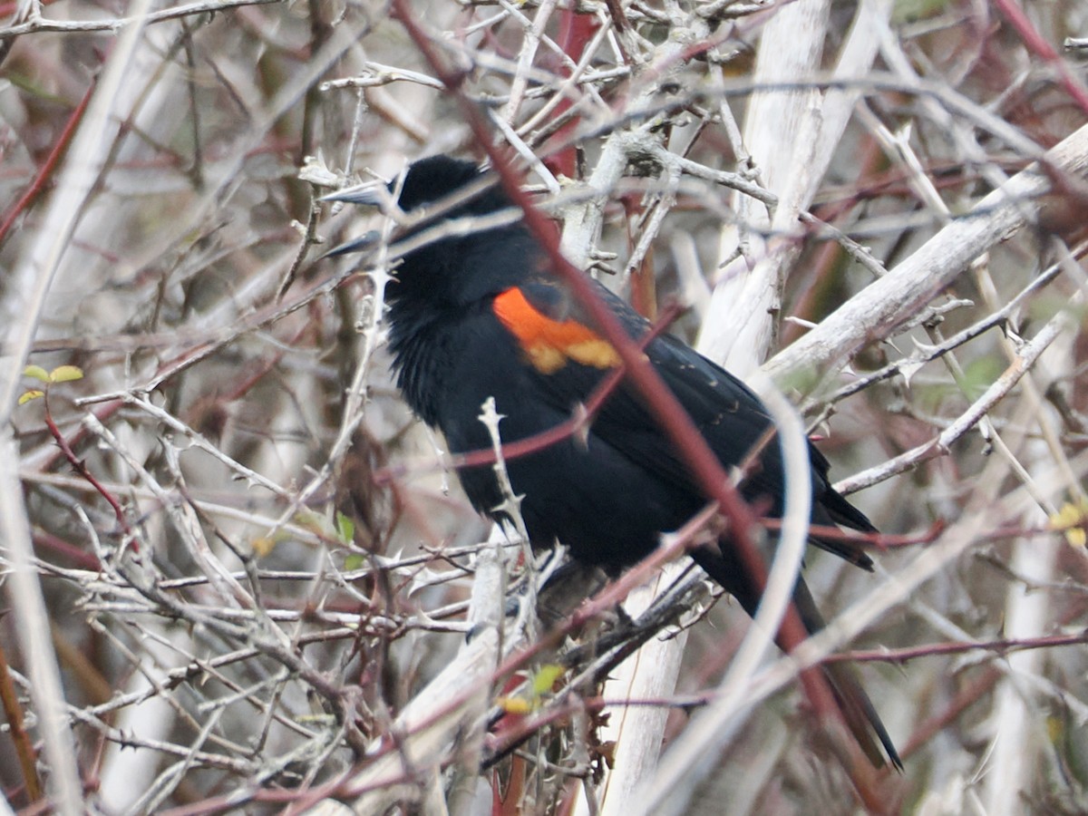 Red-winged Blackbird - ML646073972