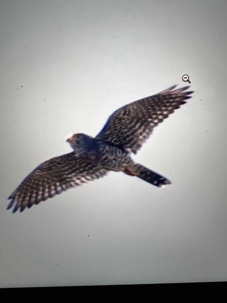 Banded Kestrel - ML646073975