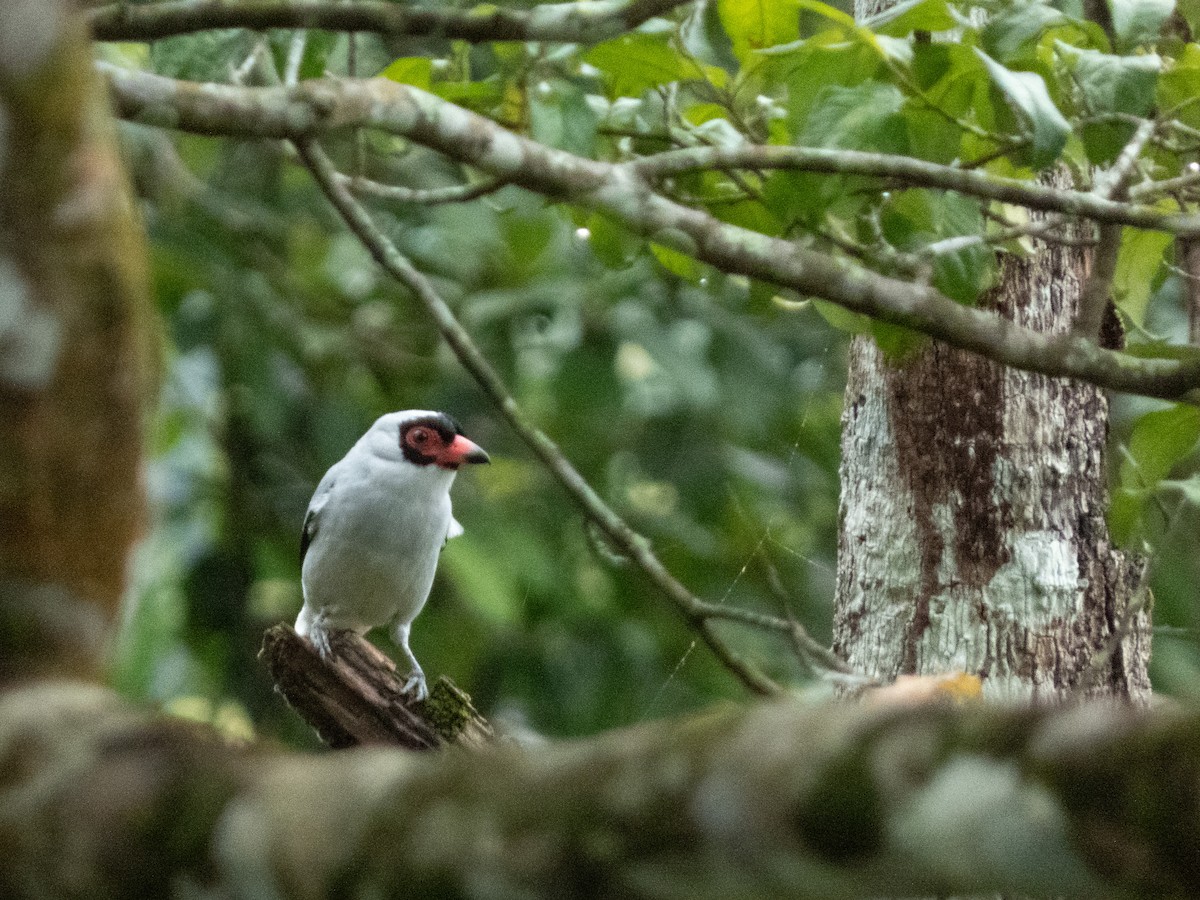 Masked Tityra - ML646073978