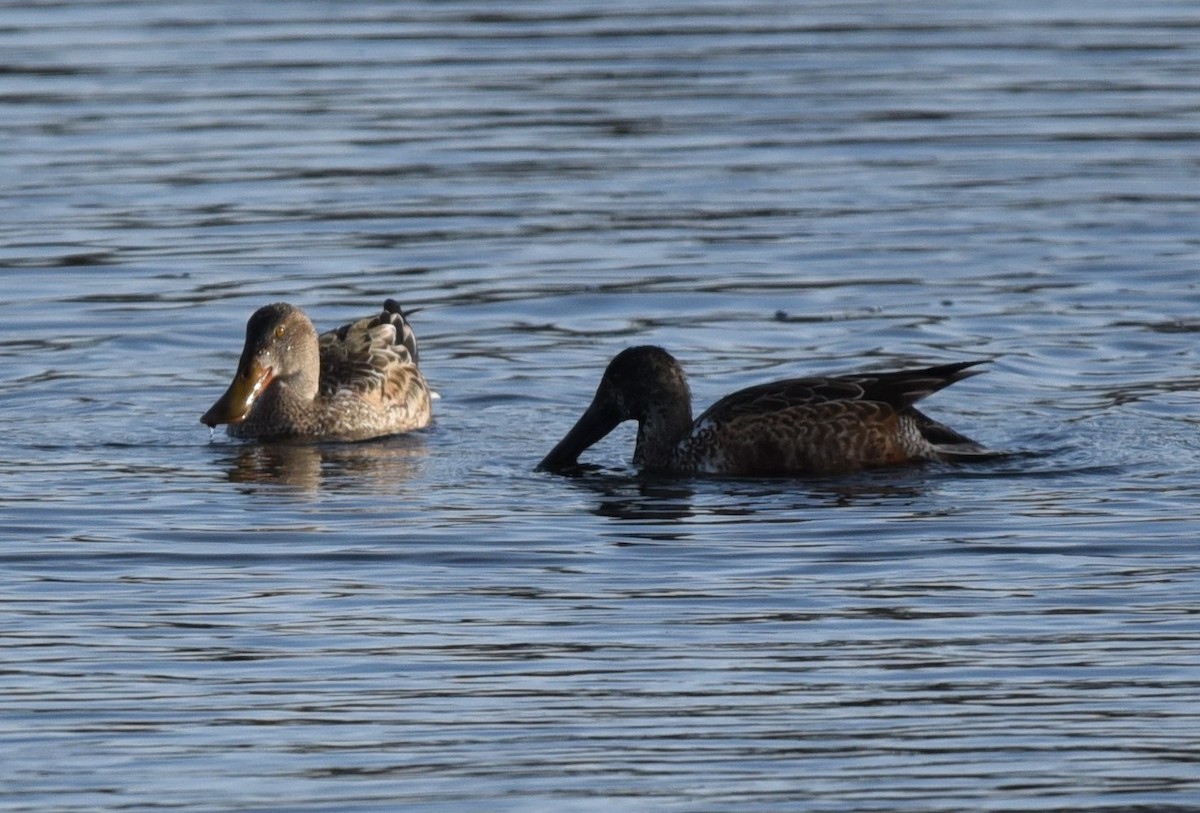 Northern Shoveler - ML646073979