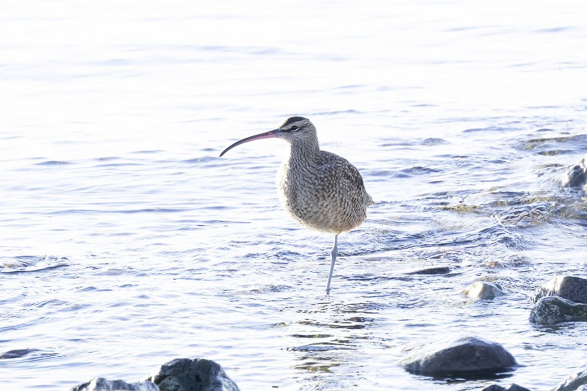 Hudsonian Whimbrel - ML646073982