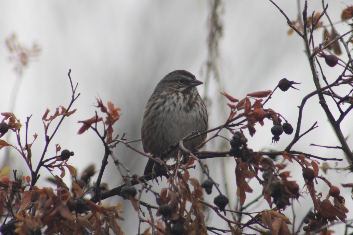 Song Sparrow - ML646073983