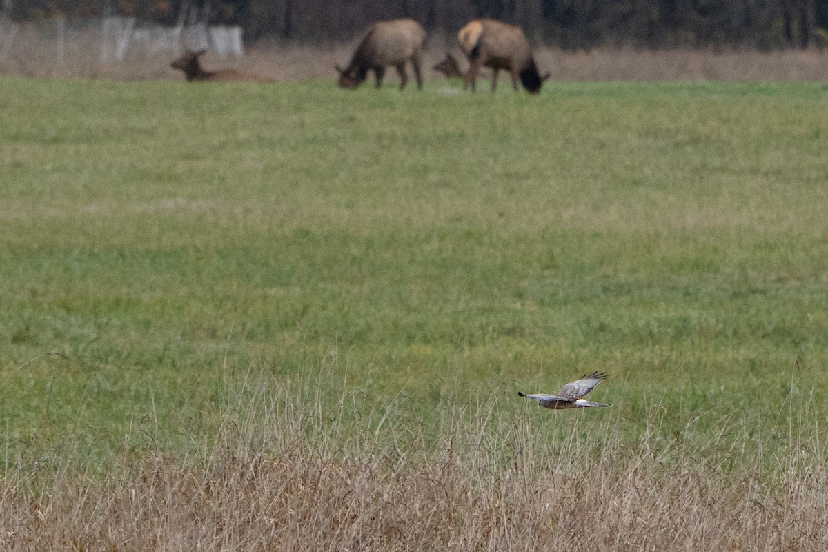 Northern Harrier - ML646073984