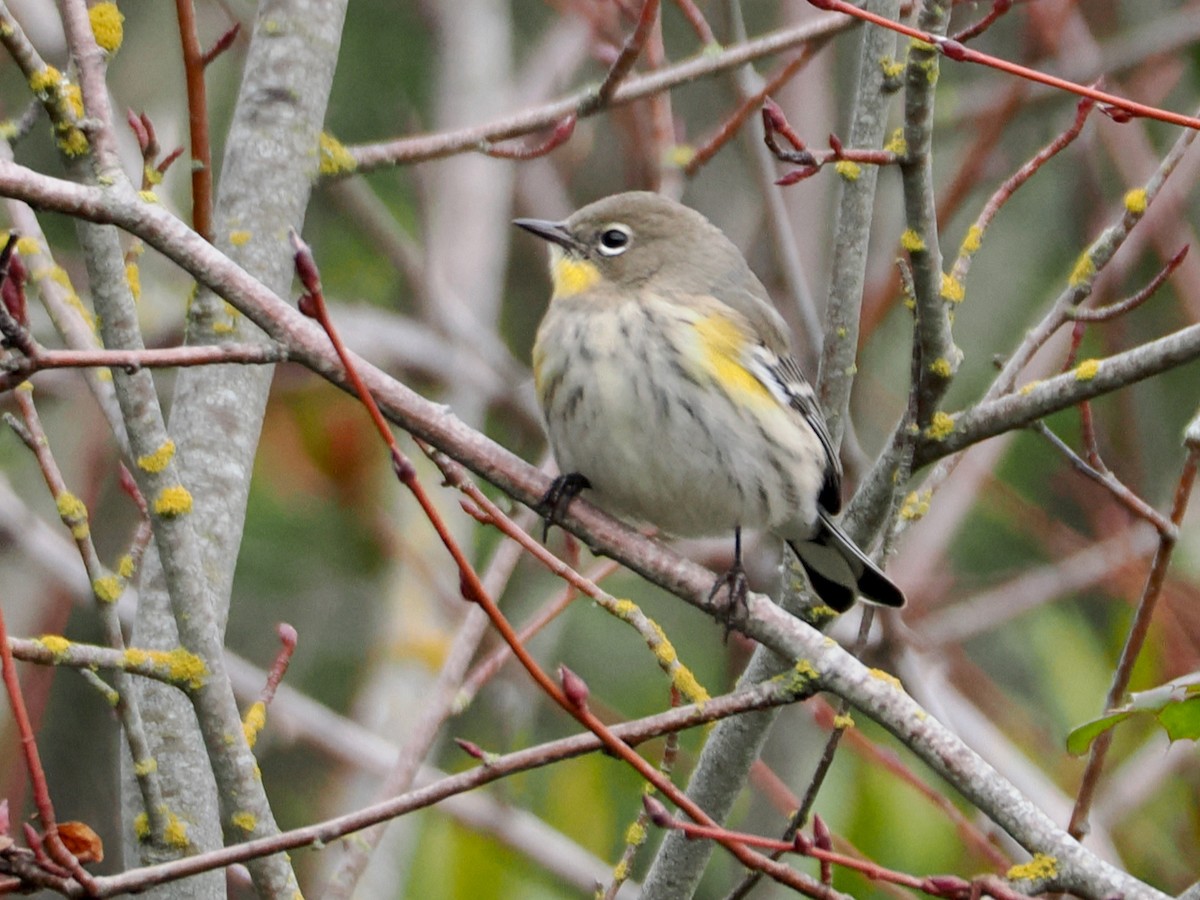 Yellow-rumped Warbler - ML646073985