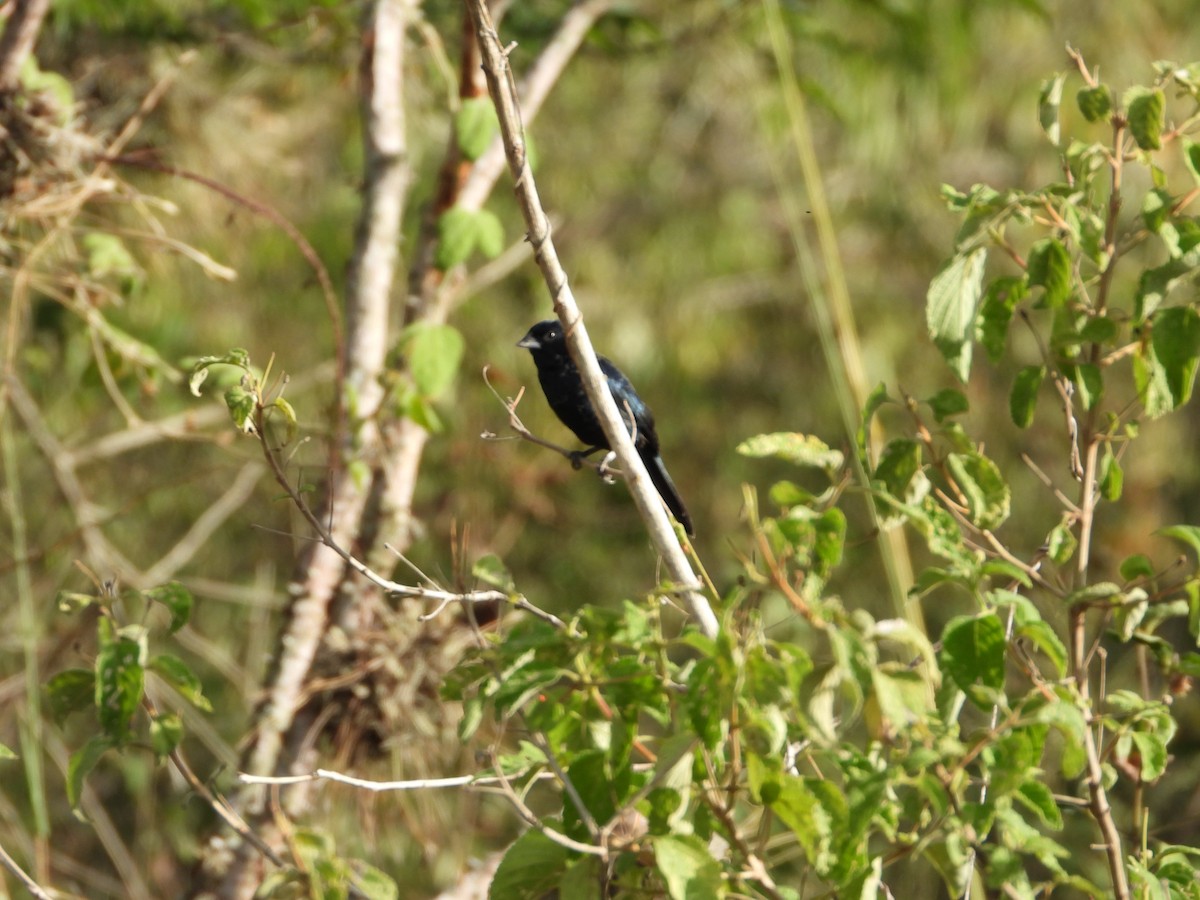 Blue-black Grassquit - ML646073986