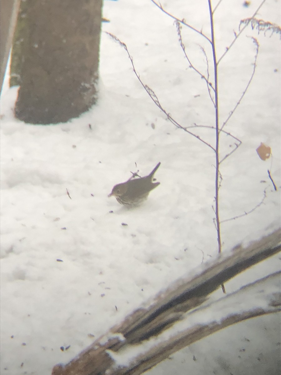 Ovenbird - ML646073987