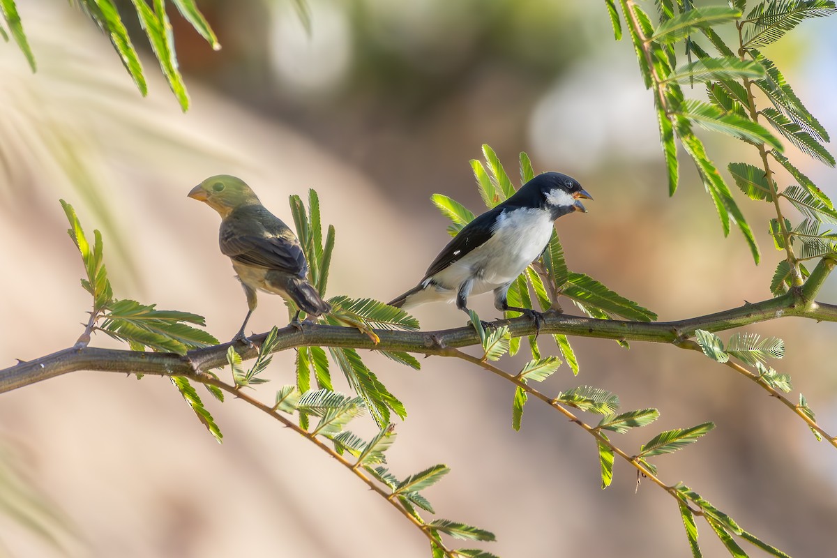 Large-billed Tern - ML646073988