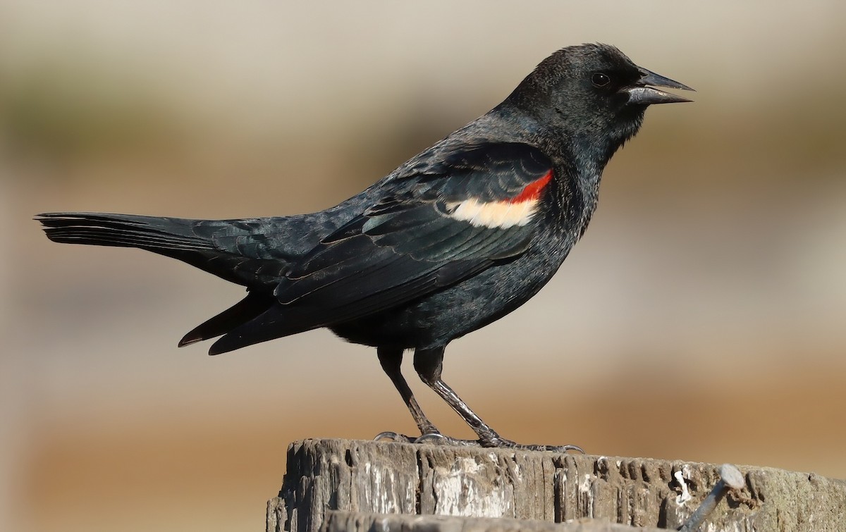 Tricolored Blackbird - ML646073989