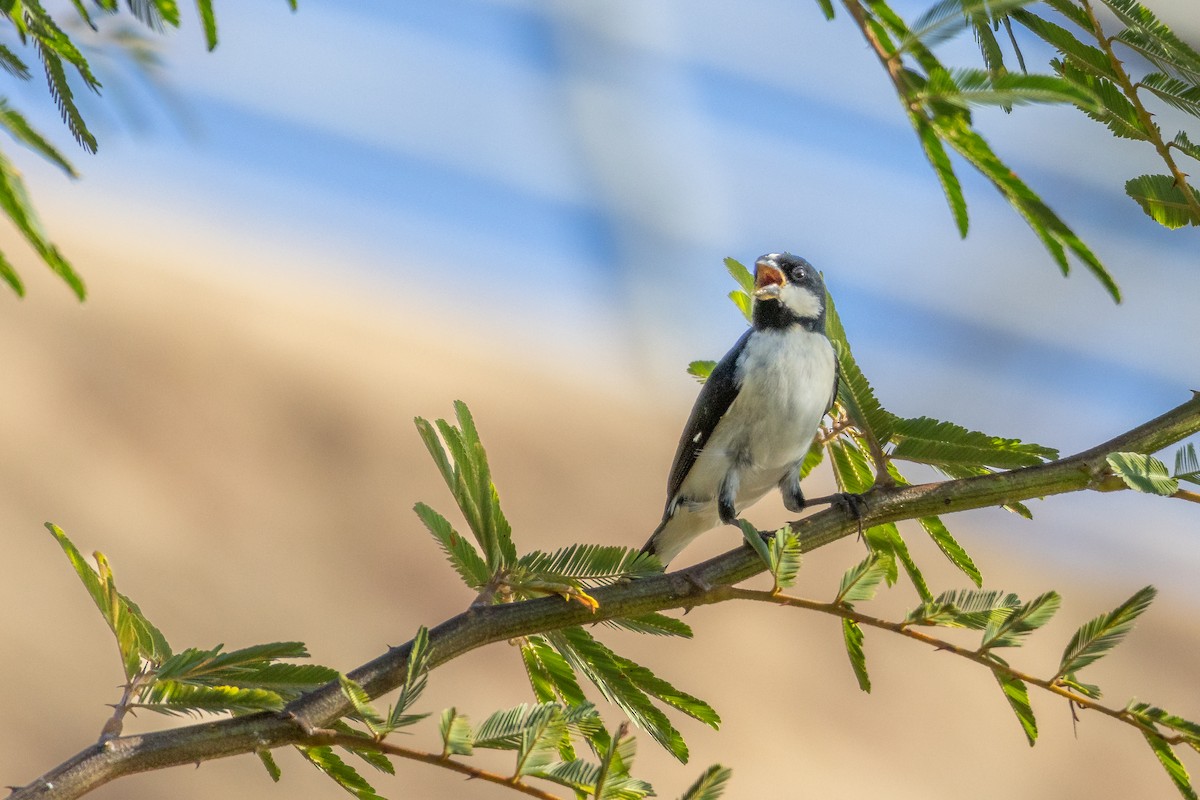 Large-billed Tern - ML646073990