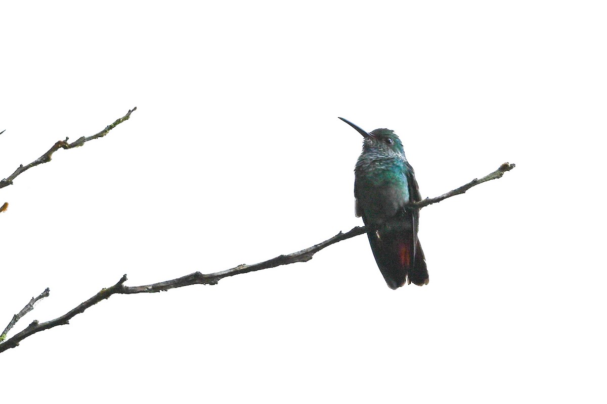 Blue-chested Hummingbird - ML646073991