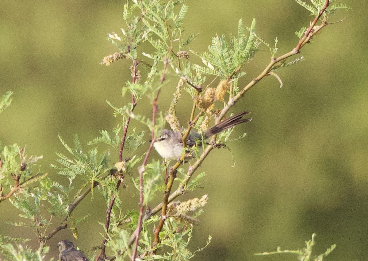 Greater Wagtail-Tyrant - ML646073992