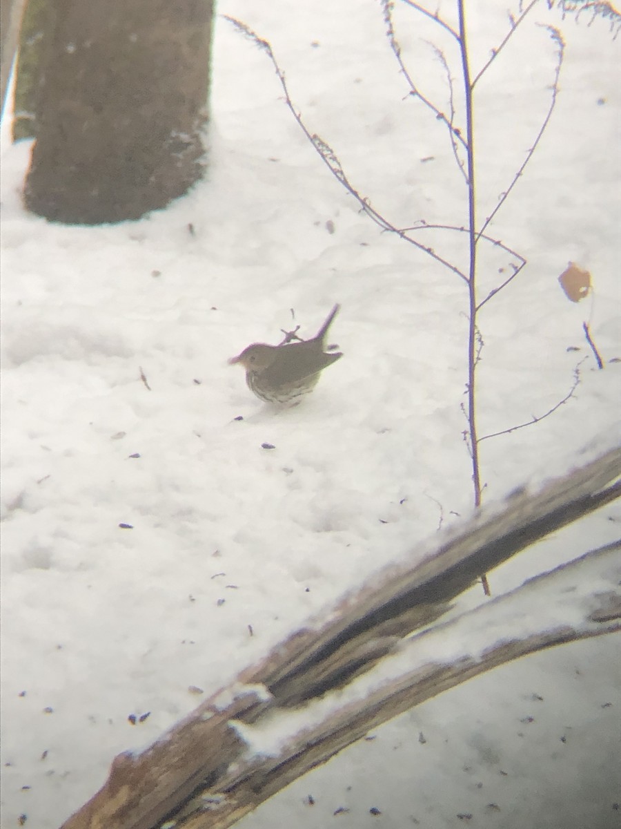 Ovenbird - ML646073993