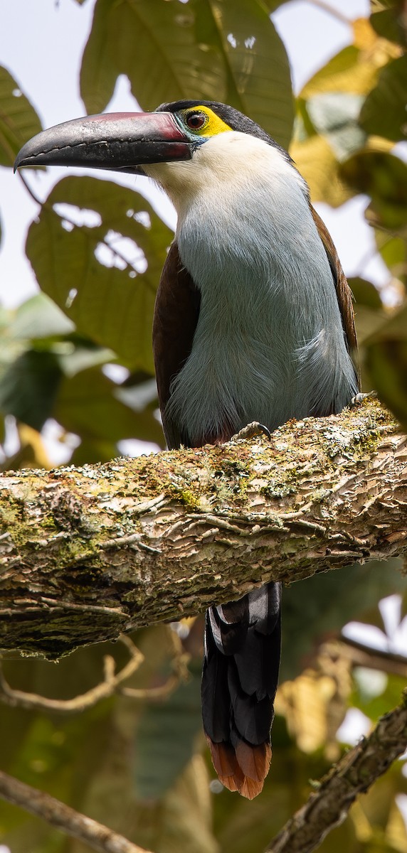 Black-billed Mountain-Toucan - ML646073994