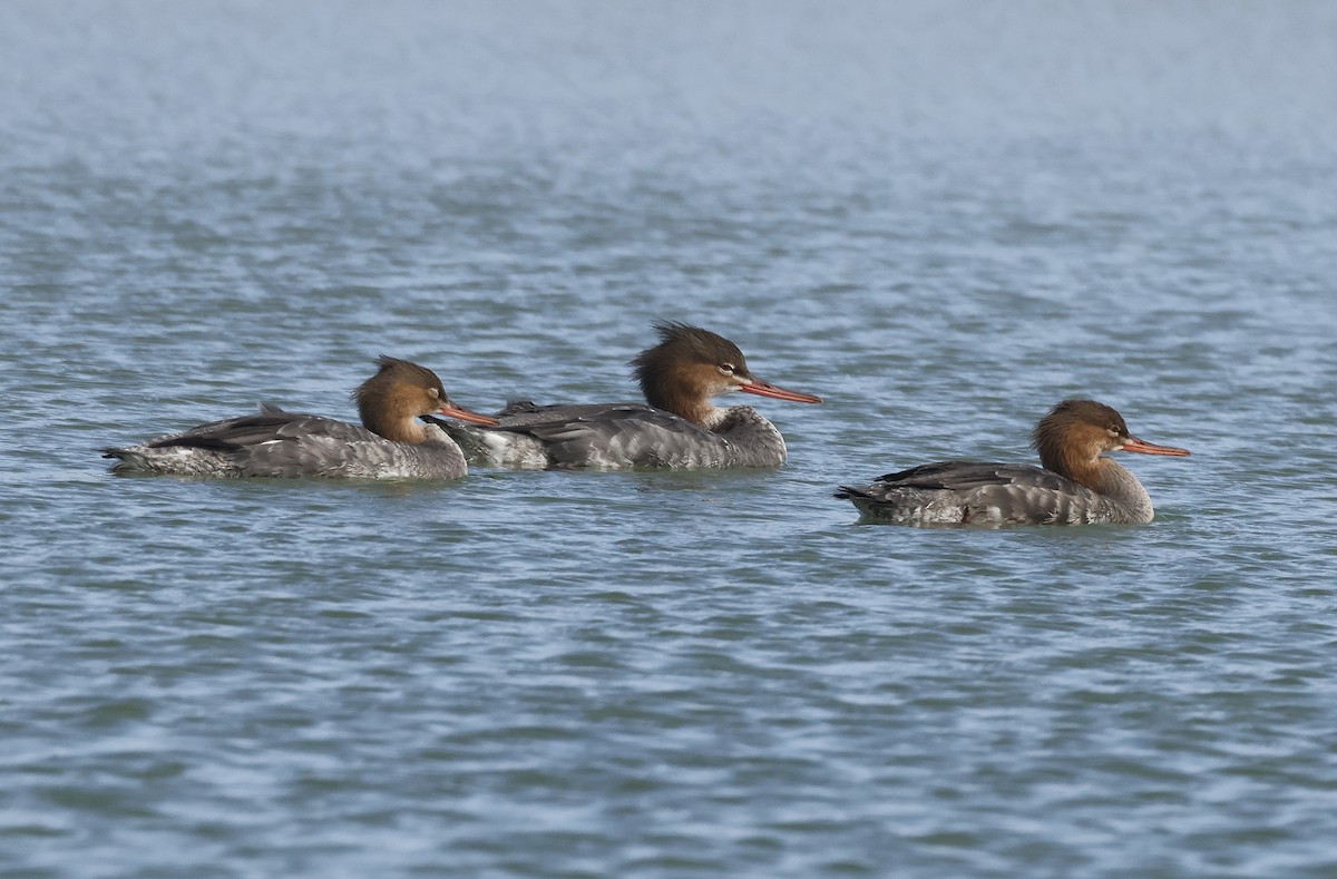Red-breasted Merganser - ML646073995