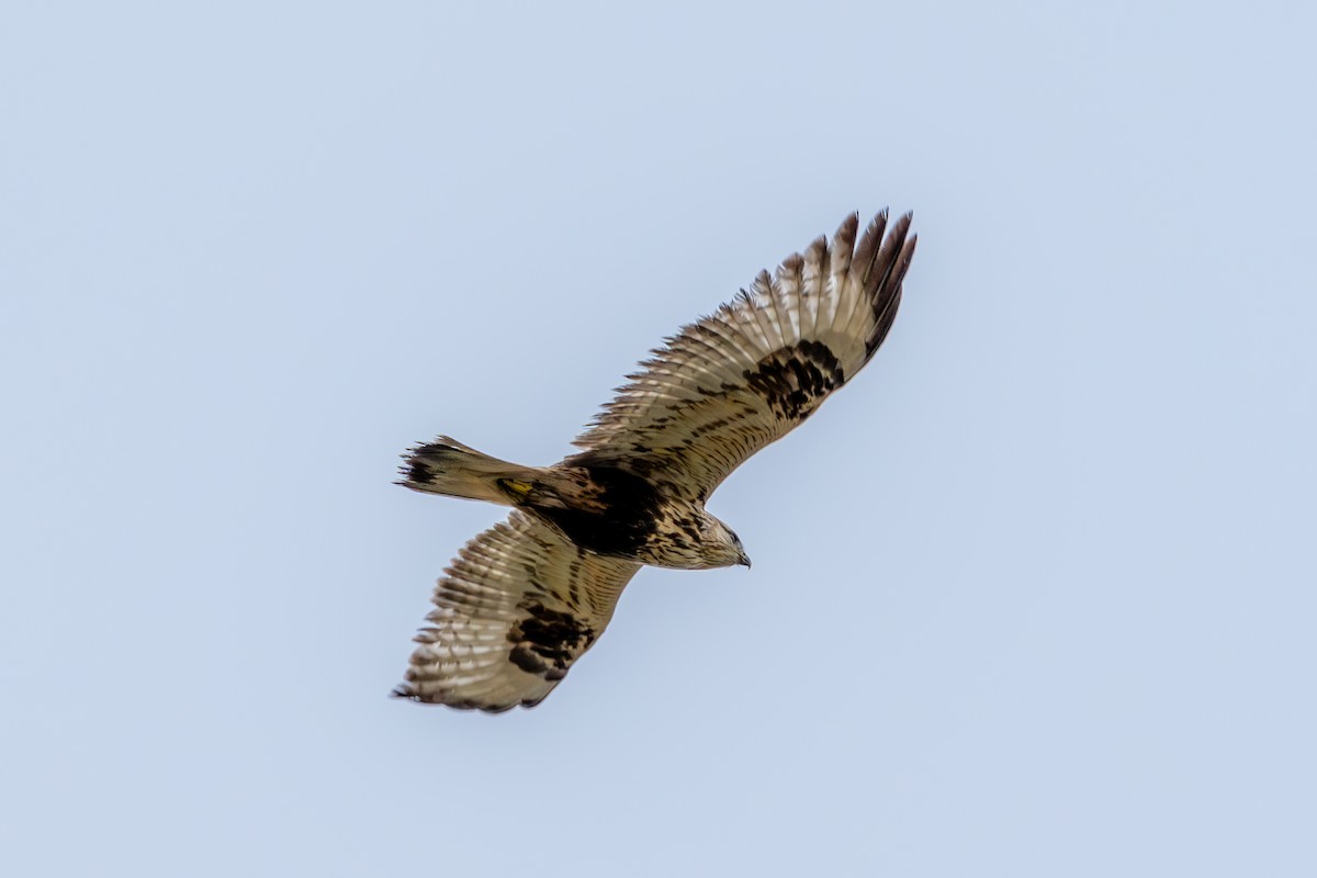 Rough-legged Hawk - ML646073996