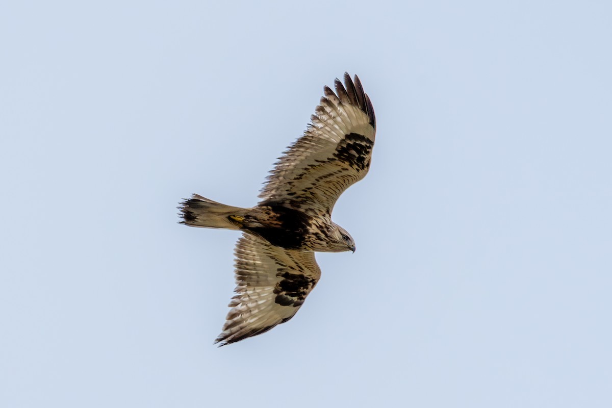 Rough-legged Hawk - ML646073997