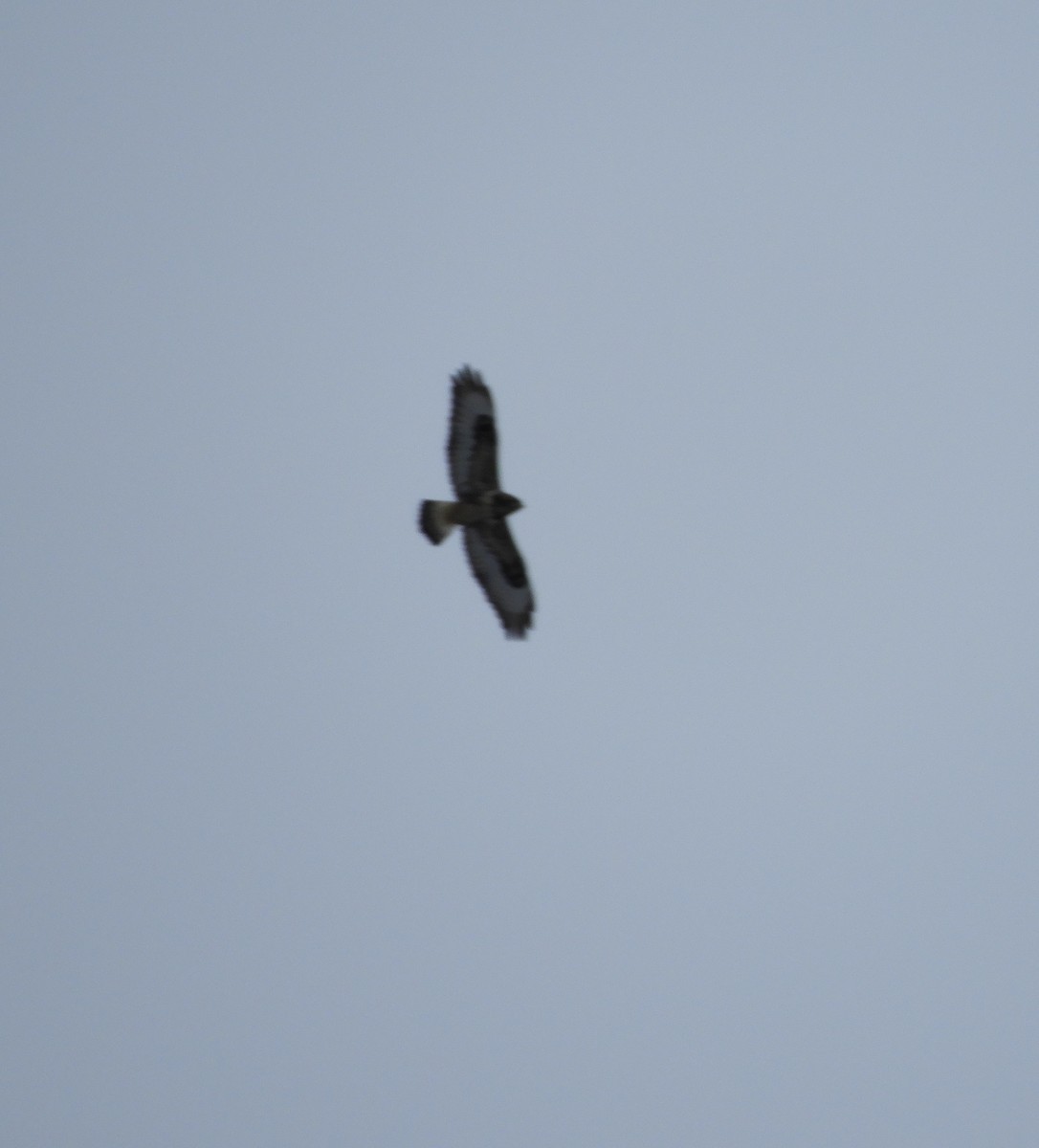 Rough-legged Hawk - ML646073998