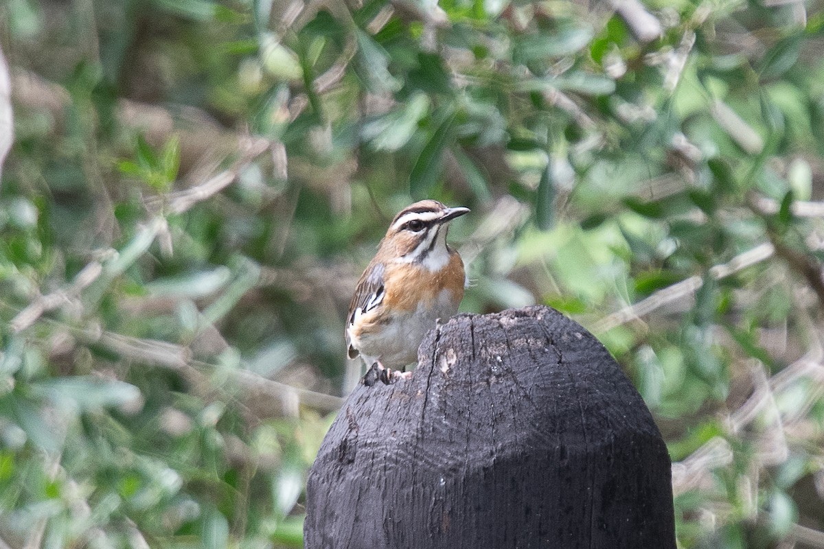 Bearded Scrub-Robin (Bearded) - ML646073999