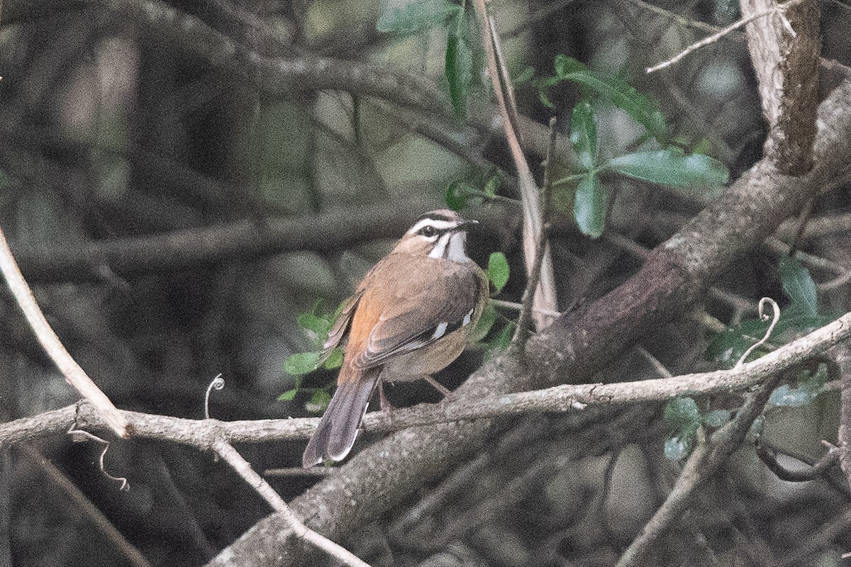 Bearded Scrub-Robin (Bearded) - ML646074000