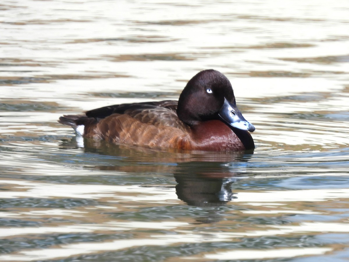 Hardhead - ML646074001