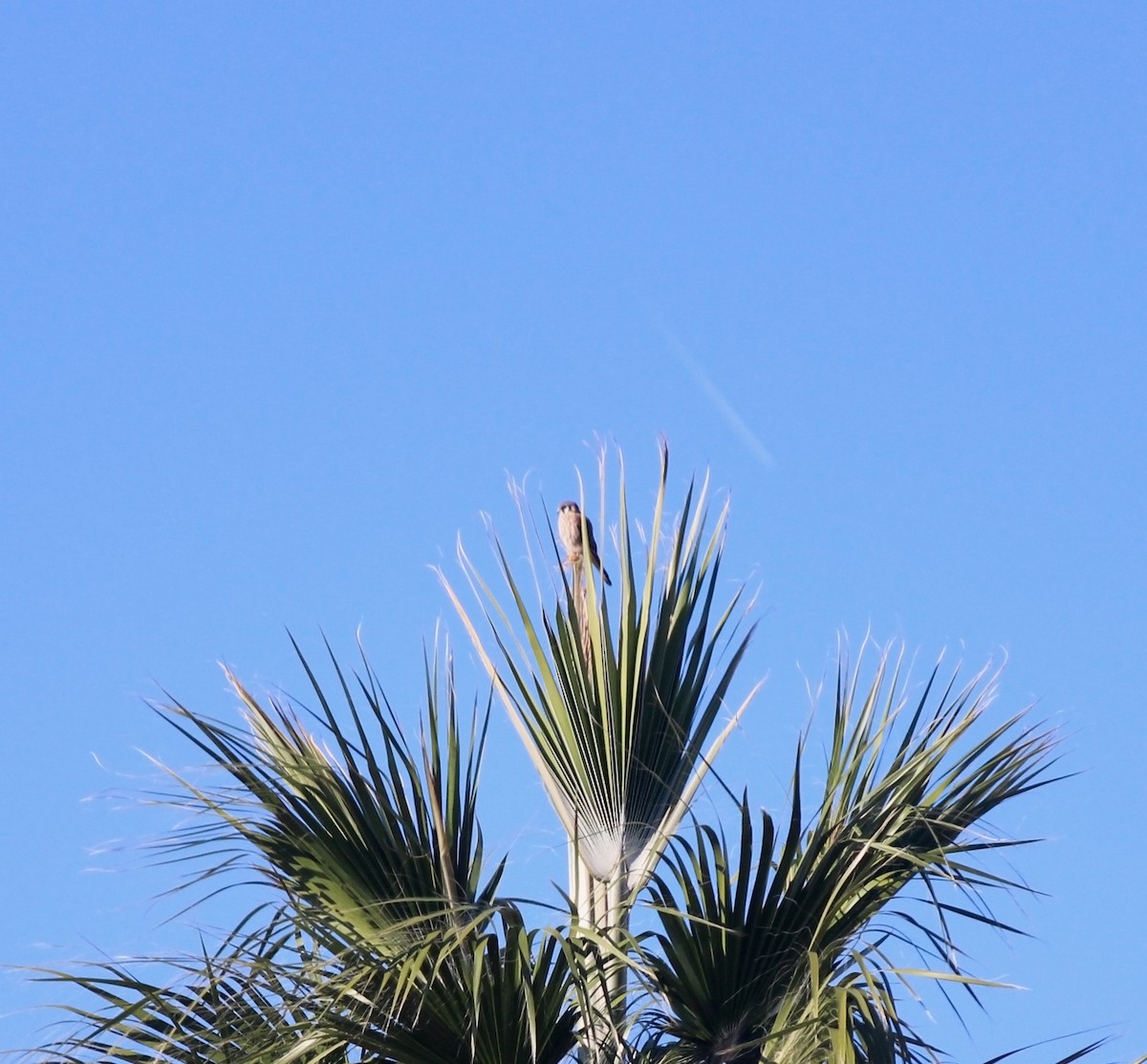 American Kestrel - ML646074002