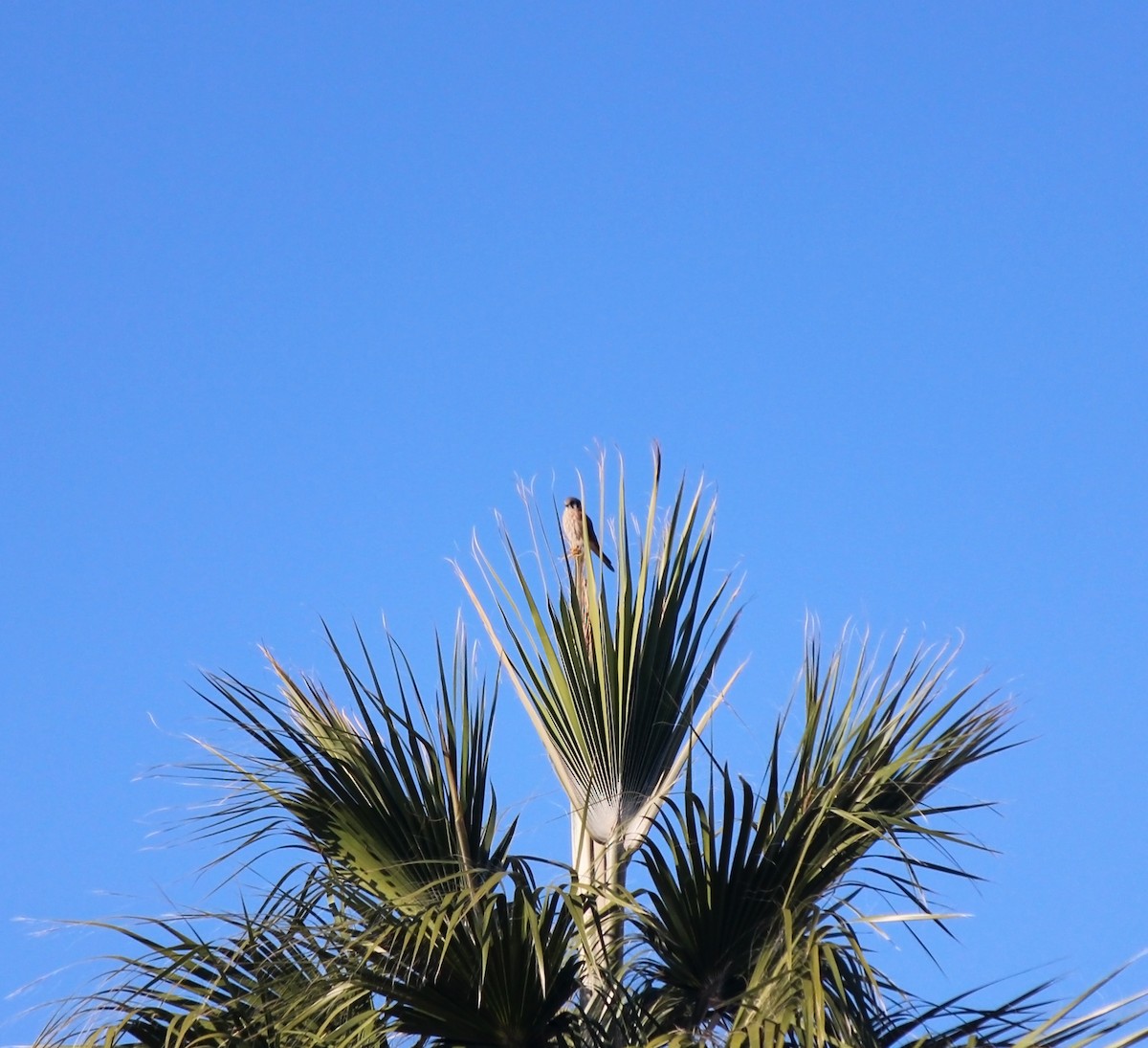 American Kestrel - ML646074003