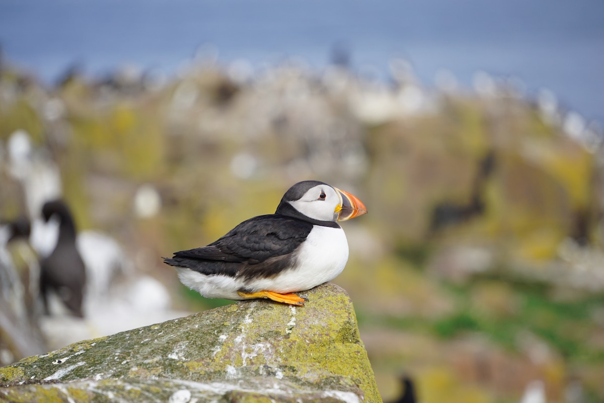 Atlantic Puffin - ML646074004